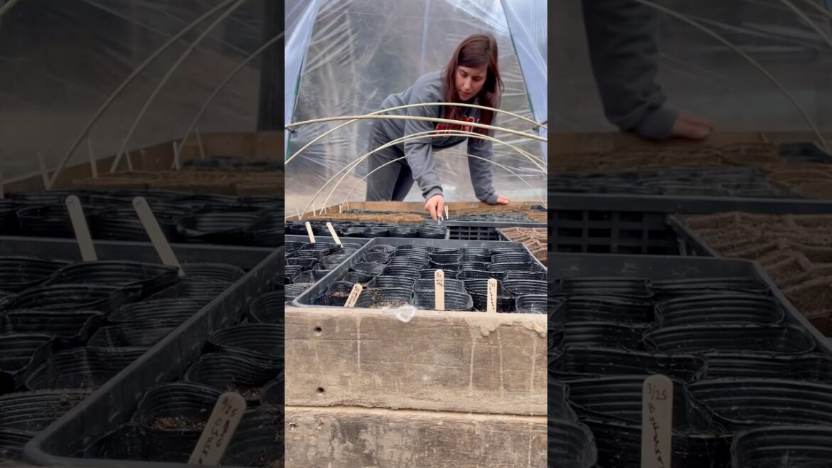 An Incredible Japanese Tradition! #japan #farming #nature #culture #gardening #outdoors #amazing