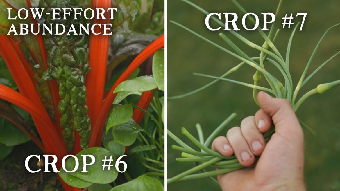 9 Low-Effort Crops for BIG Harvests | Grow Your Own Food at Home