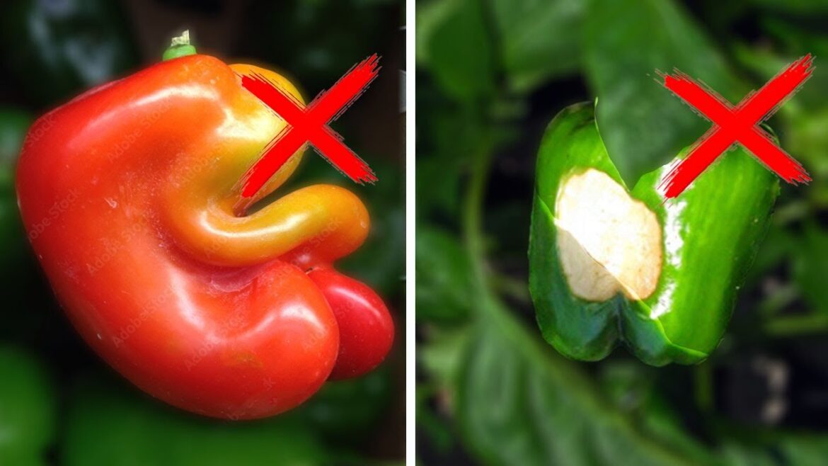 10 PEPPER Growing Mistakes You Can EASILY Avoid