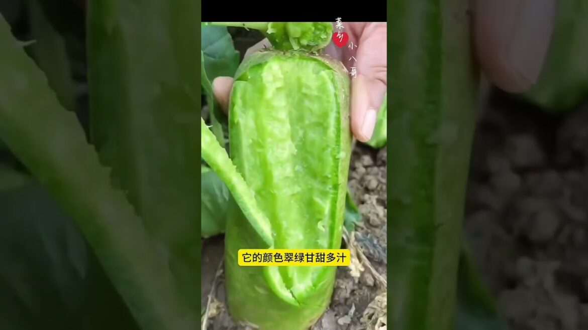 suntoday green radish seeds#seeds#radishseeds#hybridseeds#suntodayseeds#garden#farm suntoday green radish seeds#seeds#radishseeds#hybridseeds#suntodayseeds#garden#farm