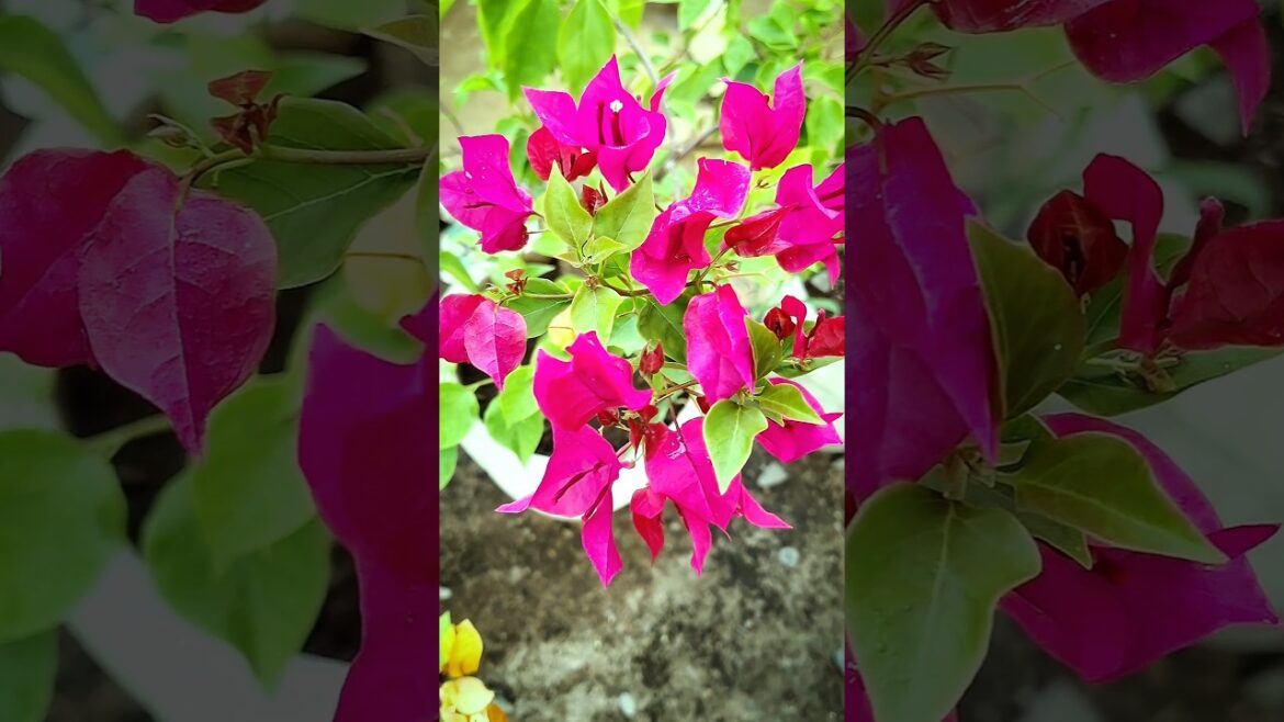 Bougainvillea Collection #bougainvillea #plant #garden #gardening #shorts #shortsvideo Bougainvillea Collection #bougainvillea #plant #garden #gardening #shorts #shortsvideo