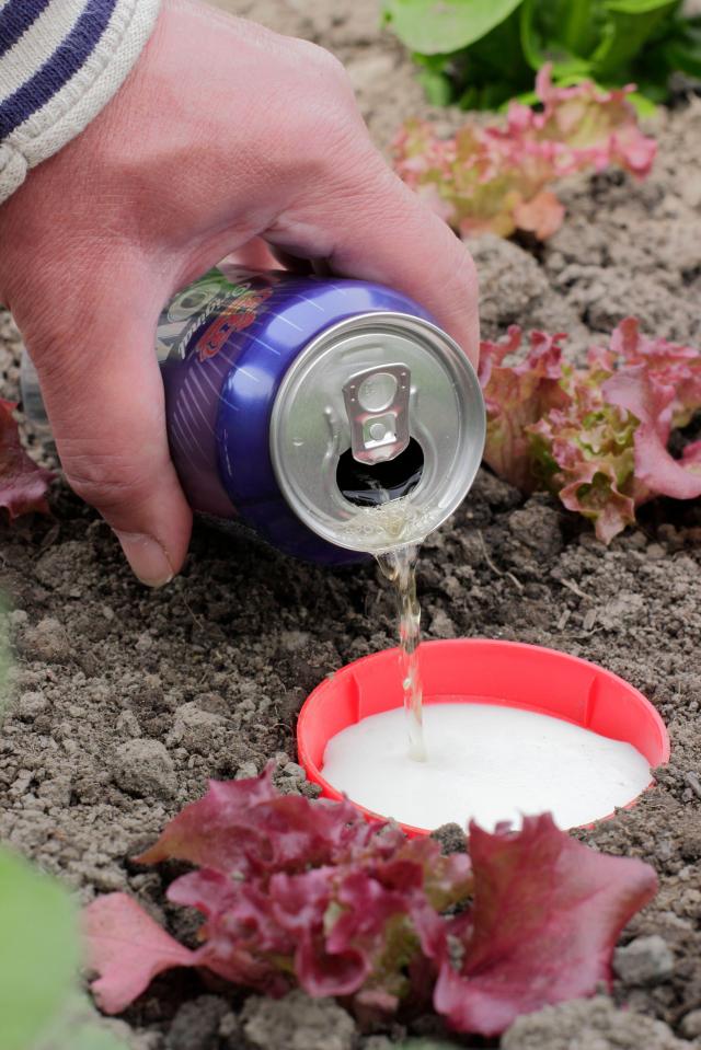 Beer being poured into a slug trap next to lettuce plants.