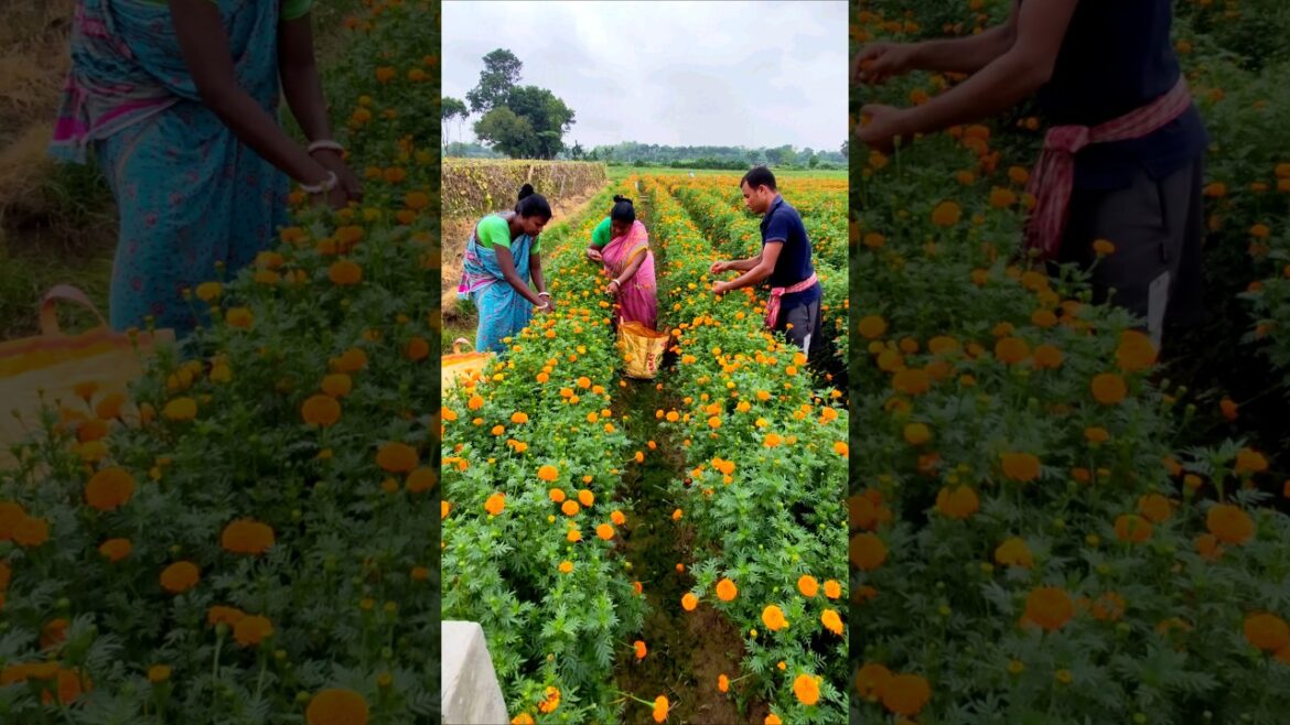 Under the Clouds, Marigold Fields Shine – Morning Harvest 🌥️✨ #shorts Under the Clouds, Marigold Fields Shine – Morning Harvest 🌥️✨ #shorts