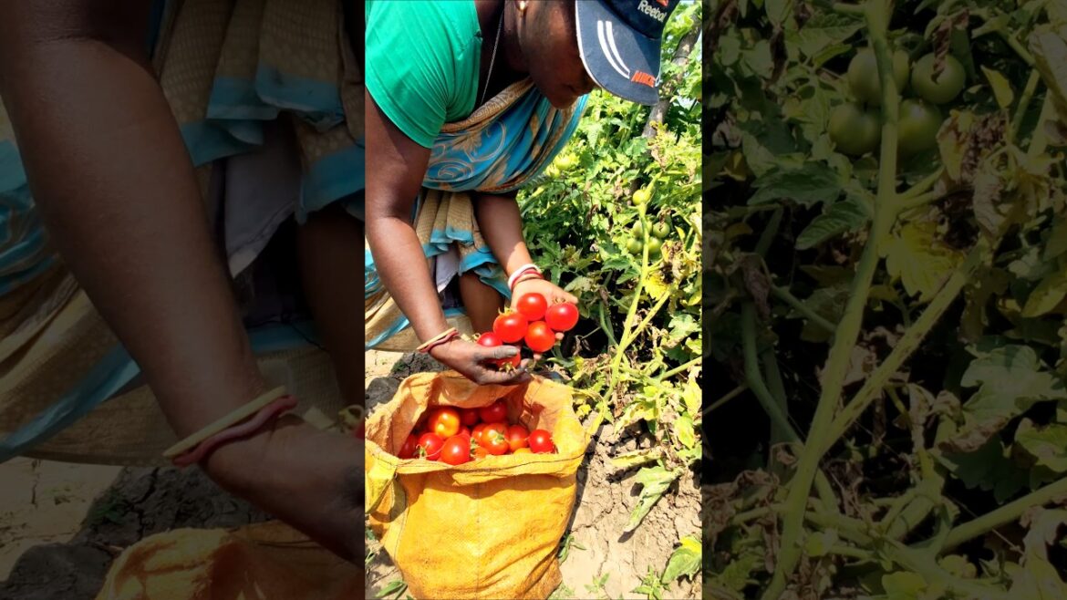 Woman Farmer’s Tomato Harvest – Nature’s Red Bounty 🍅 #shorts