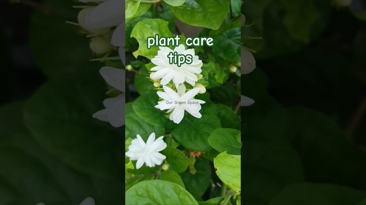 plant care tips#gardening #yttrendingshorts #subscribe#plants