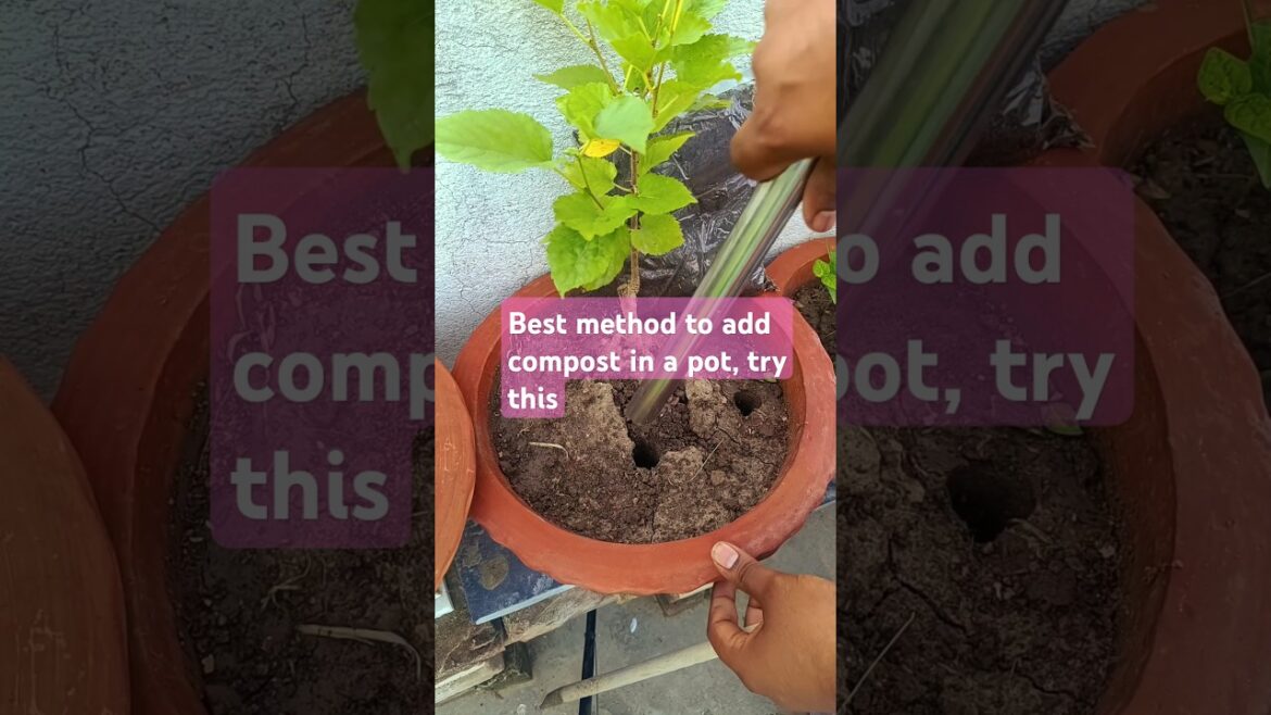 The best method to add compost in a pot. #garden #gardening #vermicompost The best method to add compost in a pot. #garden #gardening #vermicompost