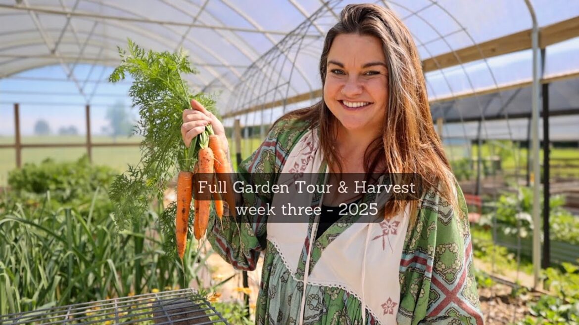 Full Garden Tour & Harvest | Week 3 - 2025