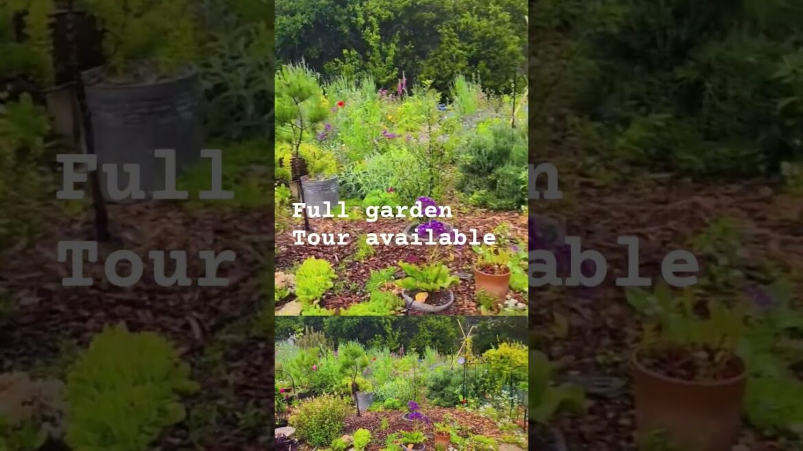 What’s New in the Garden Today? | Backyard Garden Tour  gardentour #shorts