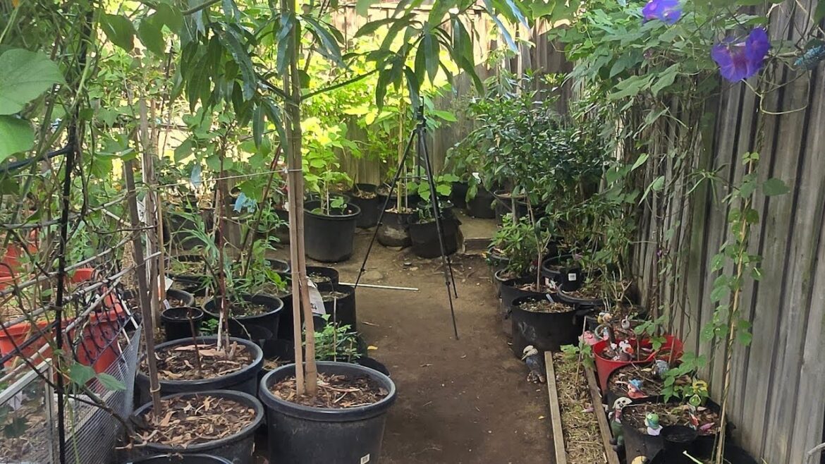 Container Gardening Best For Vegetables Plants👍April Garden Update 2025