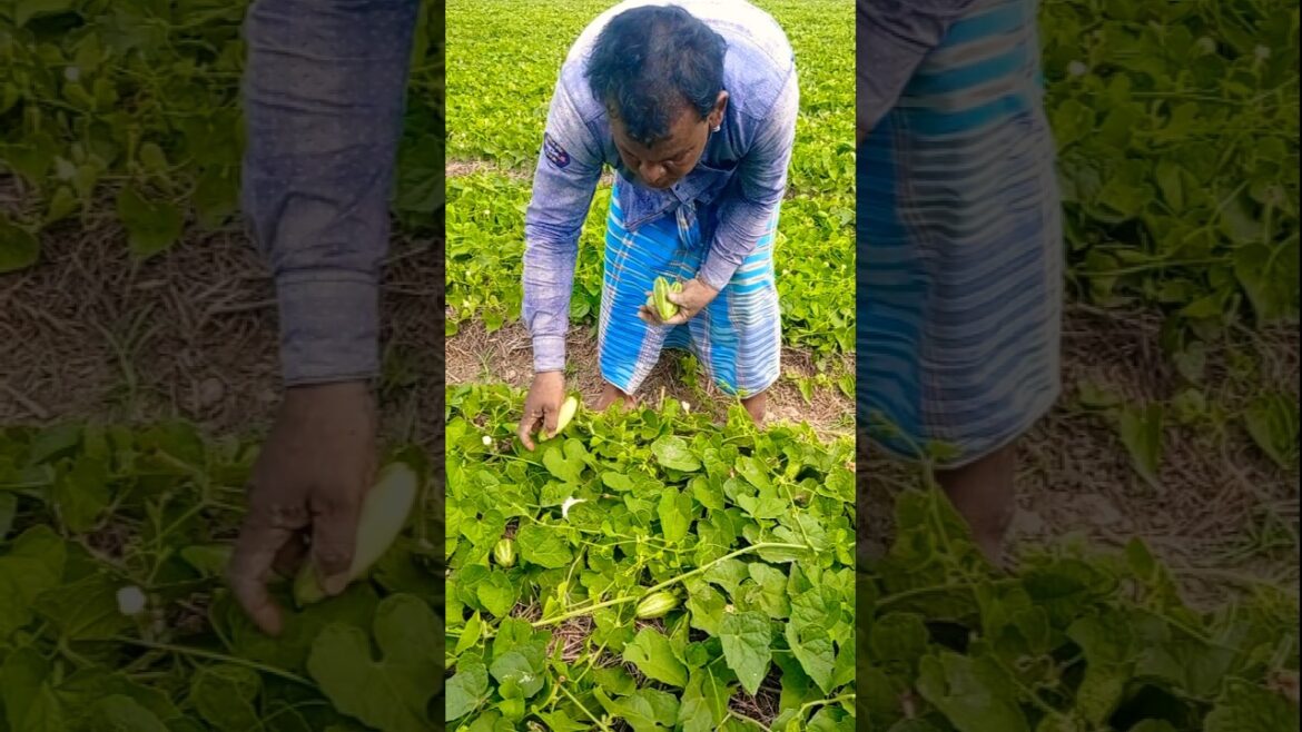 Sunshine and Farming – Pointed Gourd Harvest Vibes! 🔥 #shorts