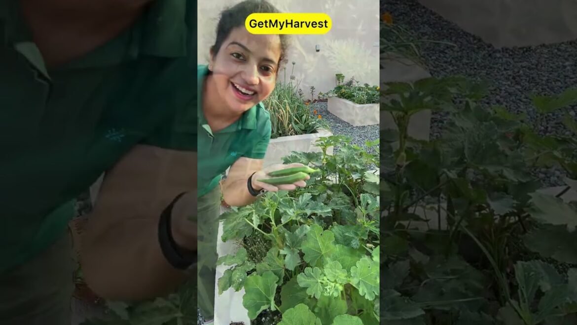 Decide Karo Aur Batao | Vegetable Harvesting & an Important Question #harvesting Decide Karo Aur Batao | Vegetable Harvesting & an Important Question #harvesting