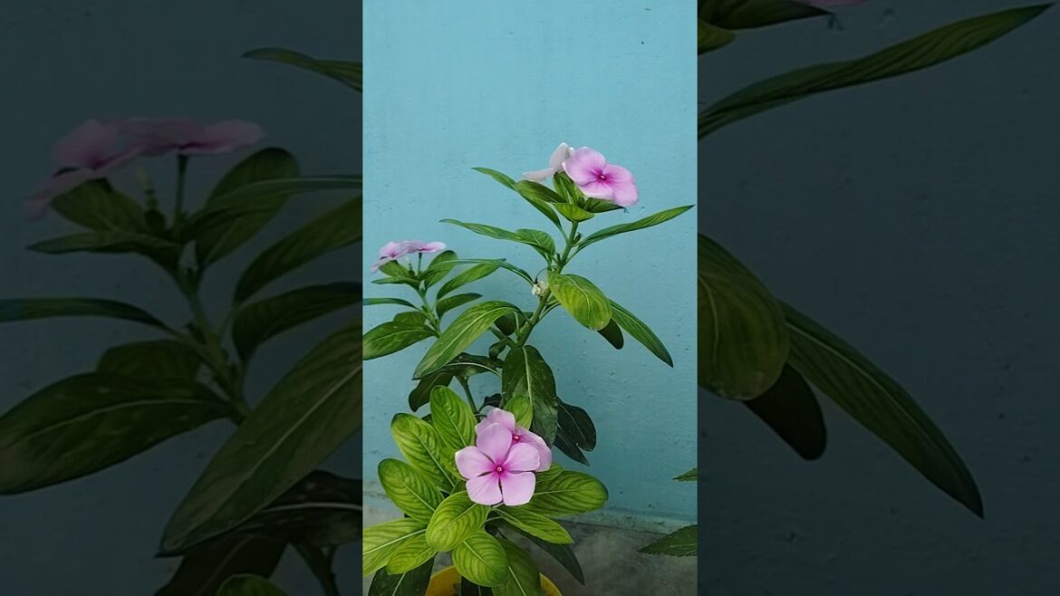 🌱Easy to grow Sadabahar| Vinca plant🌿#ytshorts #garden #flowers #homegarden