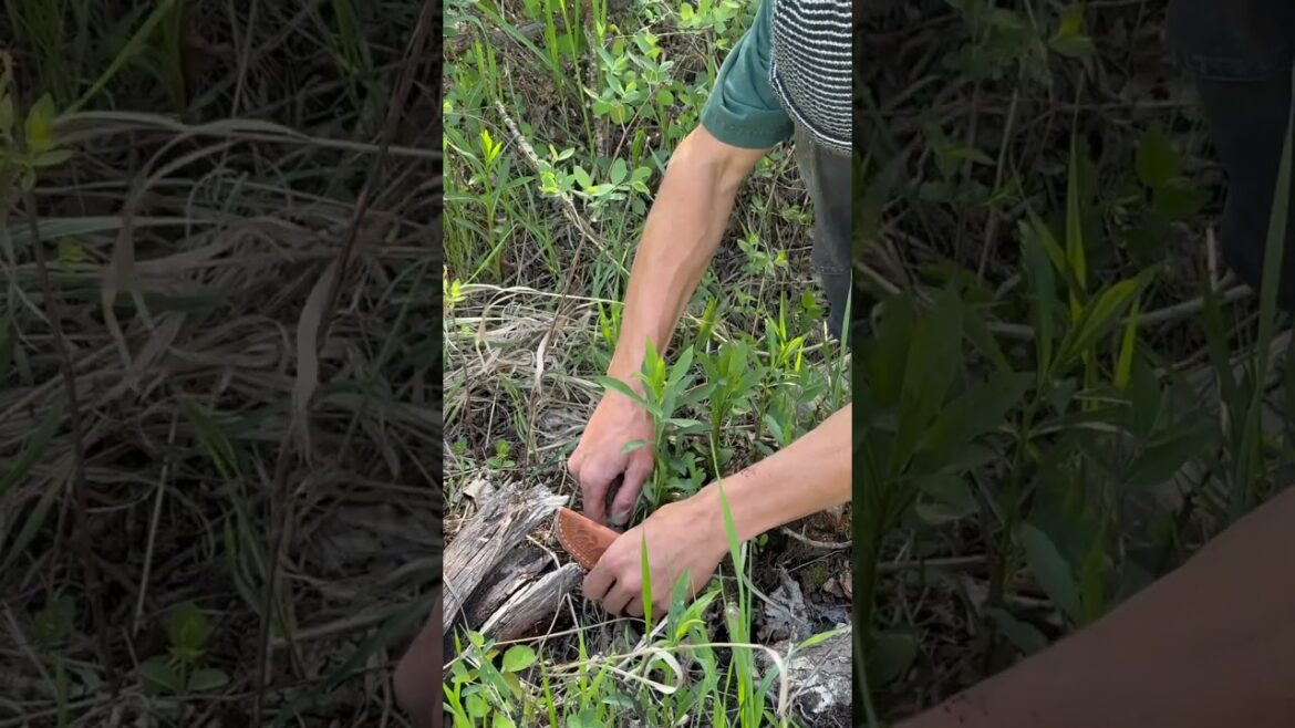 Morel season!