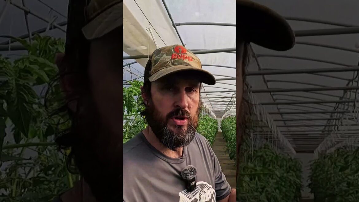 Want Huge Tomatoes? Use THIS Tip! 🍅 #TomatoTips #Shorts