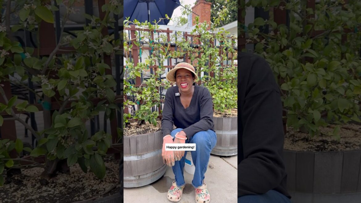 ๐ Container Citrus Varieities: Meyer lemons, Bearss limes, Calmondin, + Kumquat. #containergarden ๐ Container Citrus Varieities: Meyer lemons, Bearss limes, Calmondin, + Kumquat. #containergarden