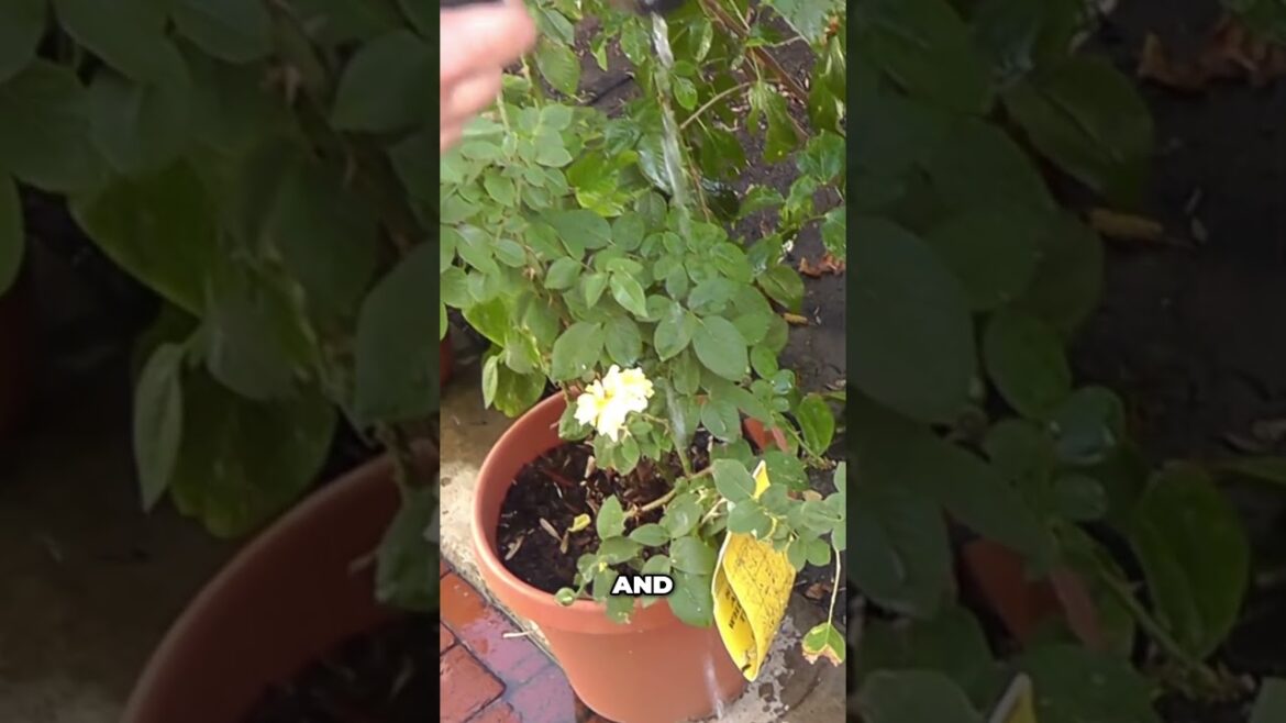 Get Rid of Whiteflies Organically! 💦 Water Jet, Neem Oil & Insecticidal Soap