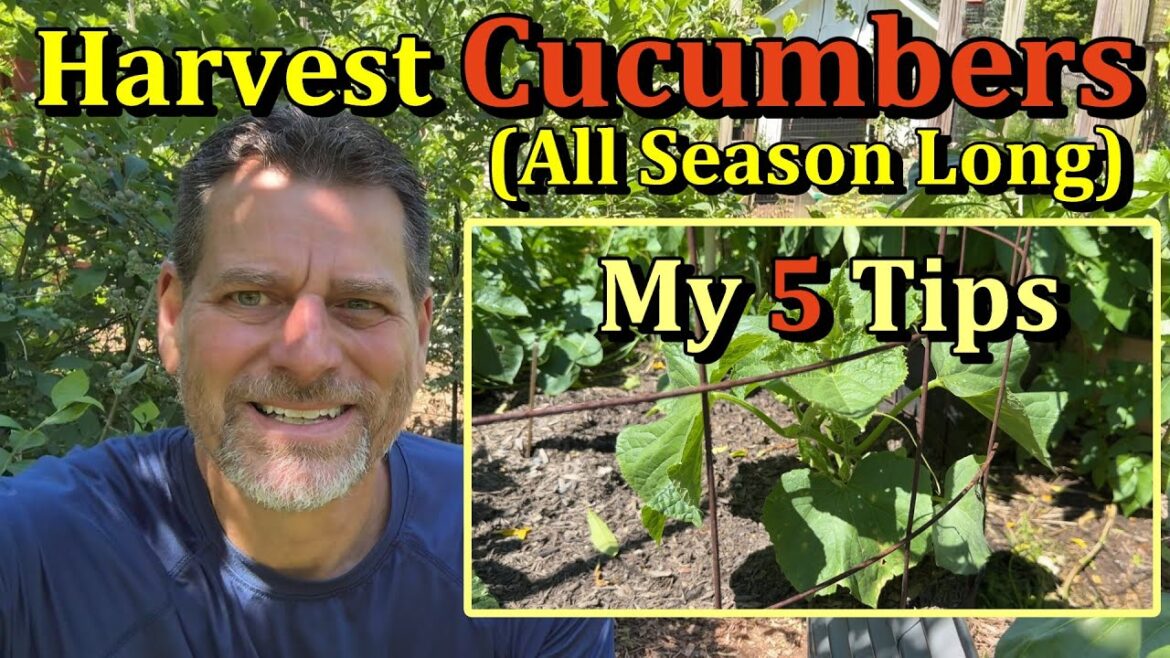 Gary Pilarchik: 5 Tips to Harvest & Grow Cucumbers all Season Long (May Through September) 5 Tips to Harvest & Grow Cucumbers all Season Long (May Through September)