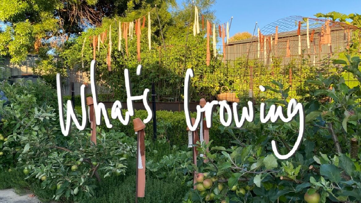 WHAT’S GROWING | SUMMER Vegetable Garden Tour & HARVEST VICTORIA AUSTRALIA | SMALL BACKYARD GARDEN WHAT'S GROWING | SUMMER Vegetable Garden Tour & HARVEST VICTORIA AUSTRALIA | SMALL BACKYARD GARDEN