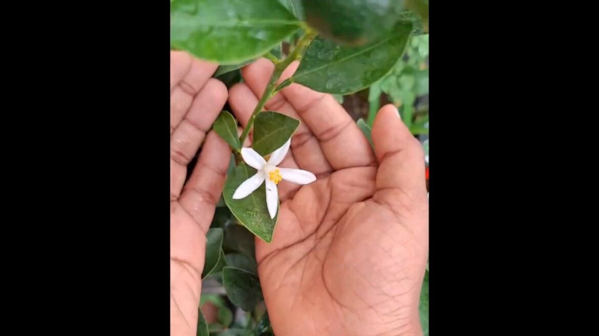 wow look at my girl’s tiny hand how cute π..she was enjoying while doing these videos #shorts#garden wow look at my girl's tiny hand how cute π..she was enjoying while doing these videos #shorts#garden