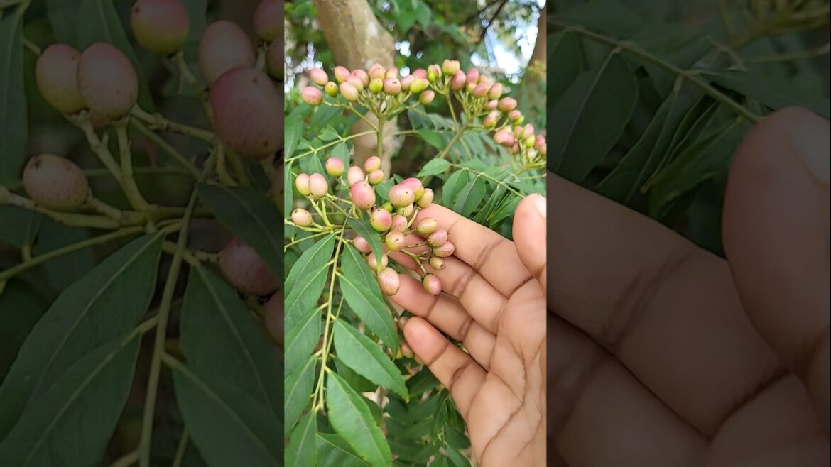 gardening tips #garden #trending #viralvideo #plants gardening tips #garden #trending #viralvideo #plants