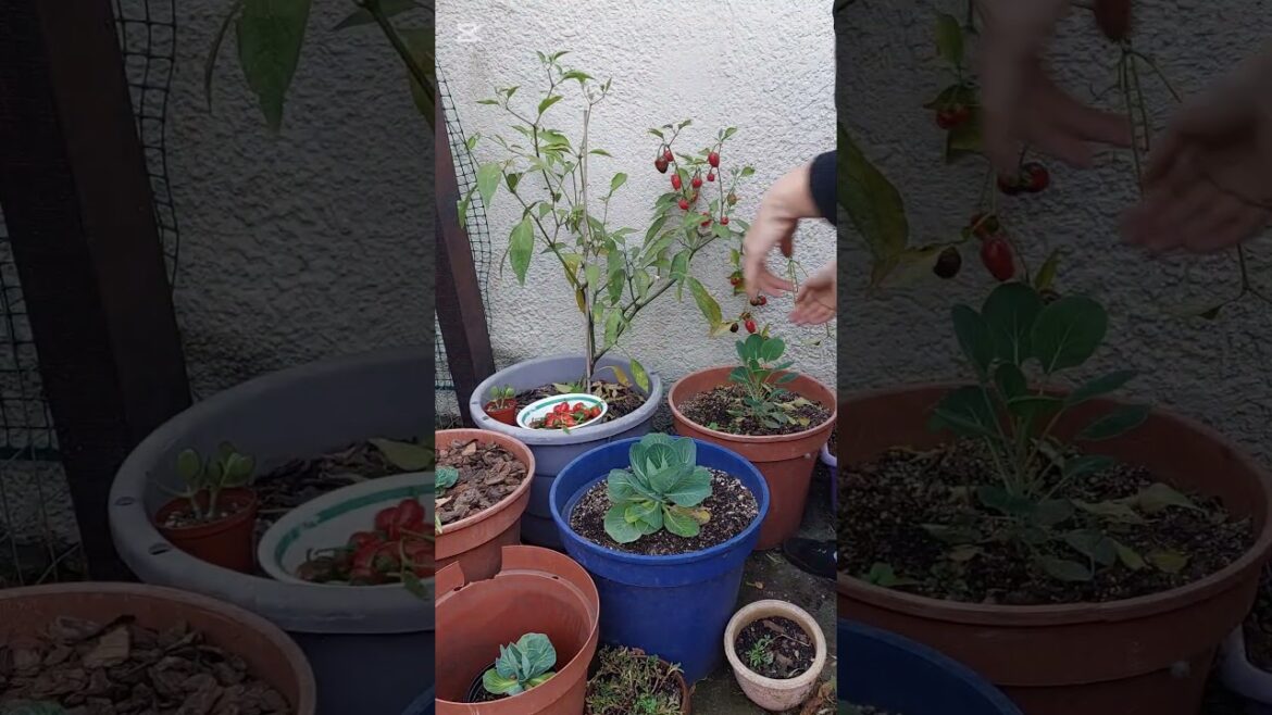 Picked fresh from the container garden.