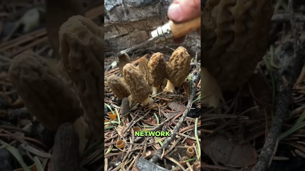 Why Morel Hunters Prefer Cutting Over Pulling Why Morel Hunters Prefer Cutting Over Pulling