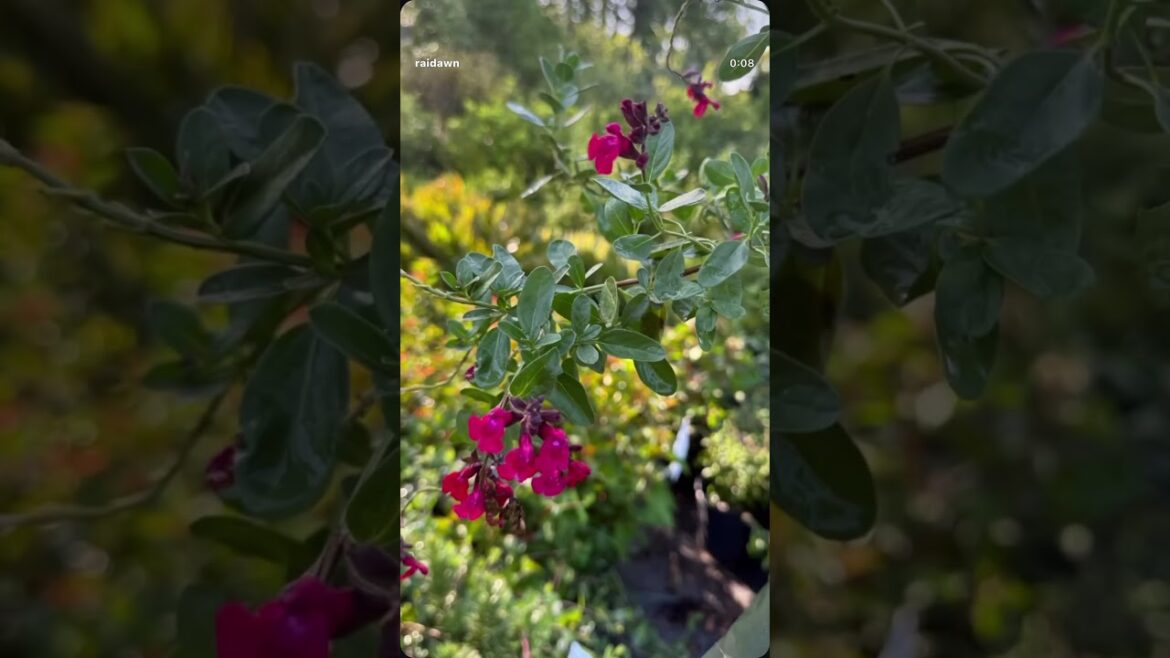 Are you ready to attract pollinators & birds to your #backyard oasis? #beautiful #blooms #nature