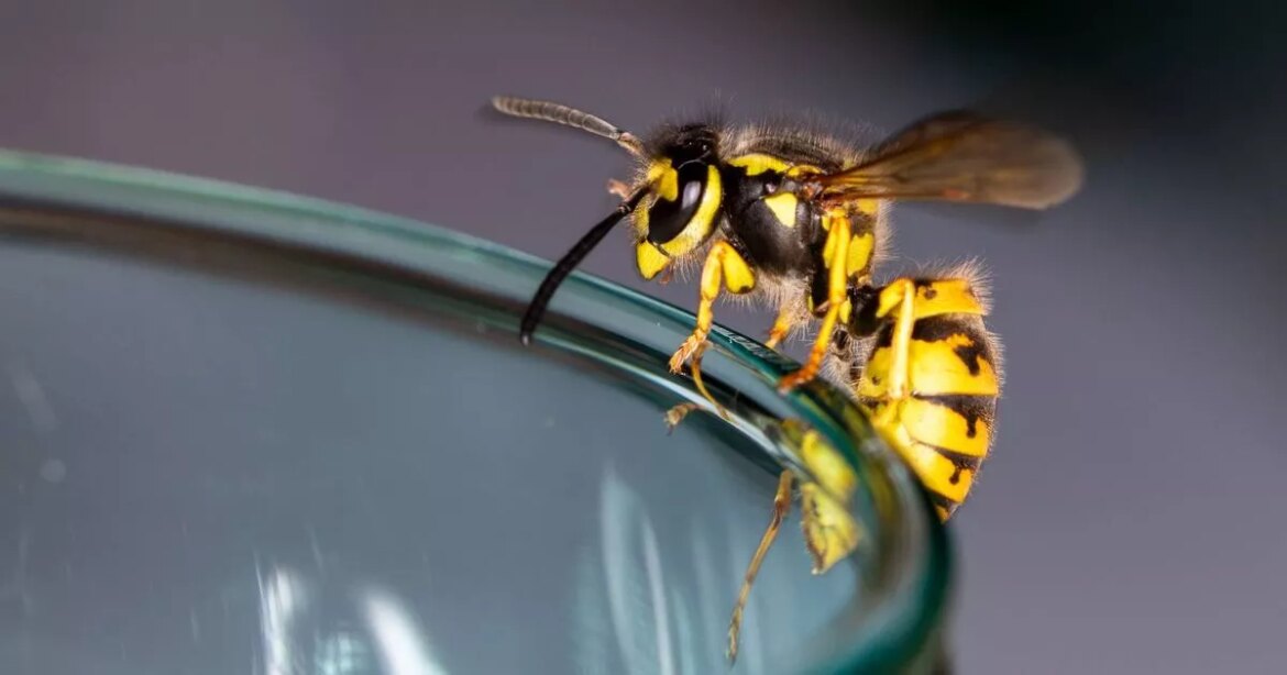 Households urged to soak cotton buds in £3 ingredient to keep wasps away Ipso logo