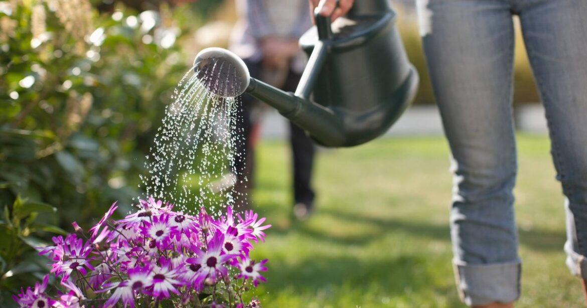Gardening expert’s ‘clever’ idea to keep plants watered while you’re on holiday Ipso logo