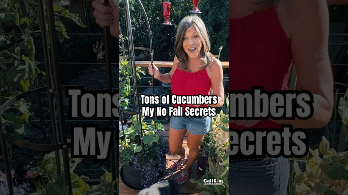 Tons of Cucumbers-My No Fail Secrets-Pt 1