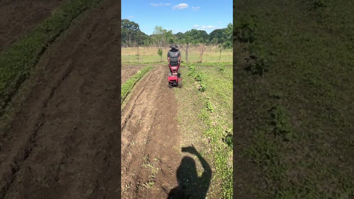 #gardening #garden #farming #growyourownfood #backyardgarden #imambreon #homegardening