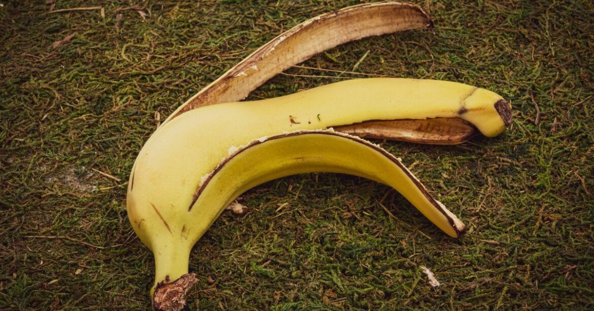 Don’t throw away banana peels as they have ‘secret’ garden use Ipso logo