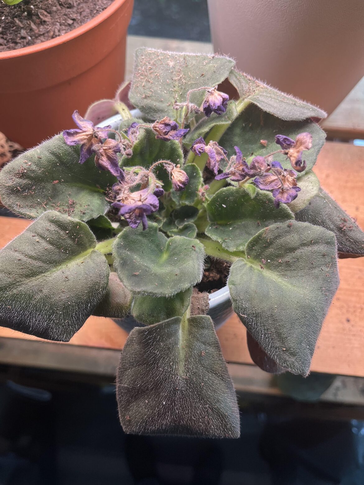 How can I save this plant?