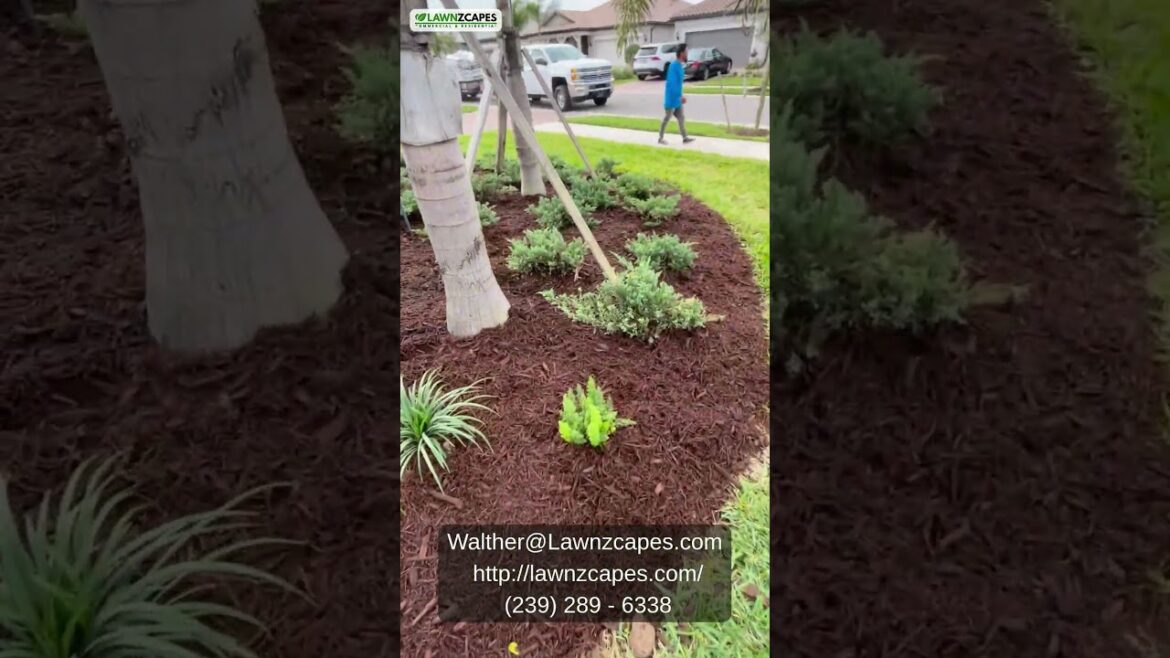 Mulch Installation in Florida | Lawn Refresh by Lawnzcapes #Mulching #floridalandscaping #shorts