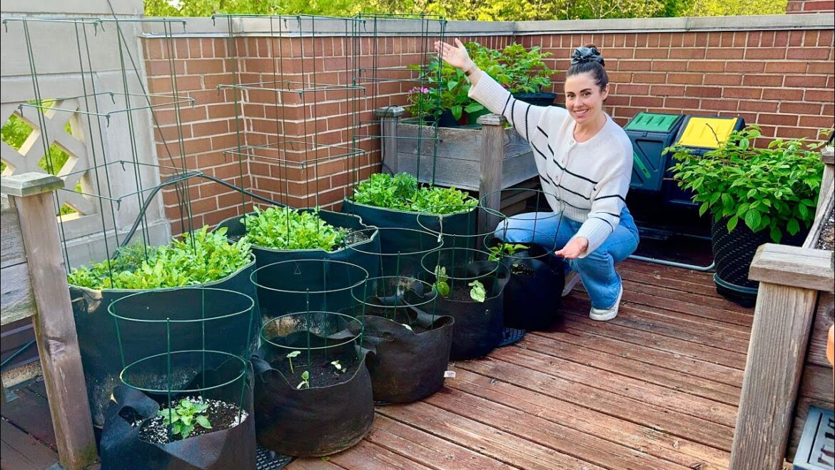 Growing A Container Vegetable Garden 🍅🪴 Tomatoes, Peppers, Zucchini & More!