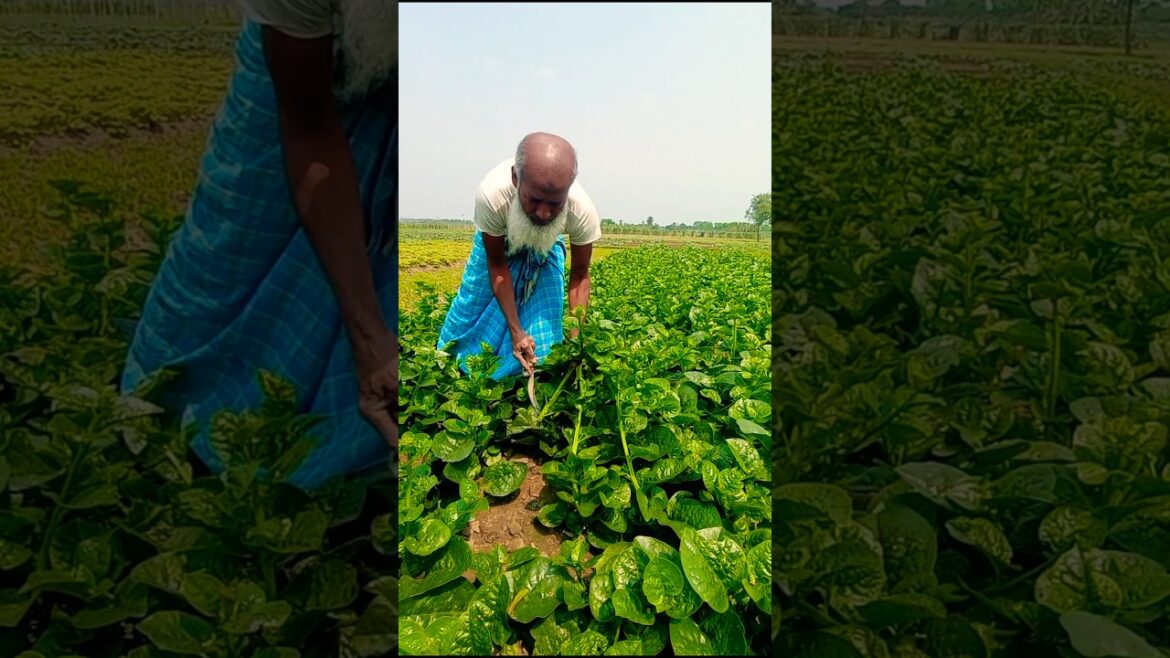 Start the Day Right – Malabar Spinach (পুঁই শাক) Harvesting! #shorts