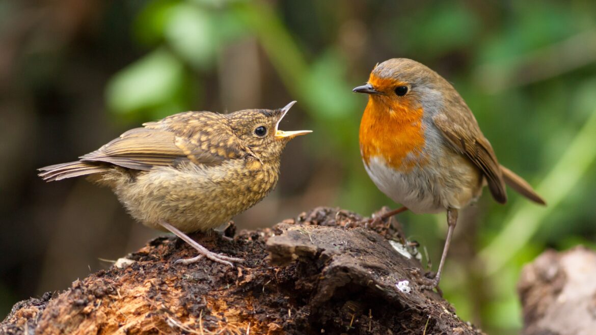 I’m a gardening expert - the free, easy way to keep pesky birds off your plants this summer