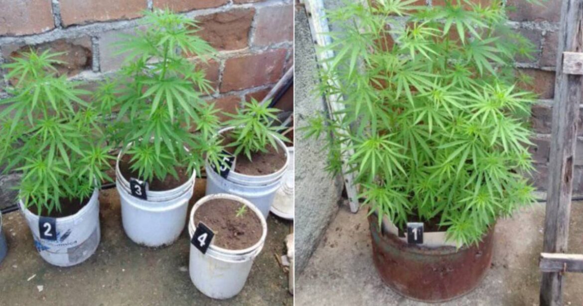 A man is arrested in Santiago de Cuba for growing marijuana in his yard A man is arrested in Santiago de Cuba for growing marijuana in his yard