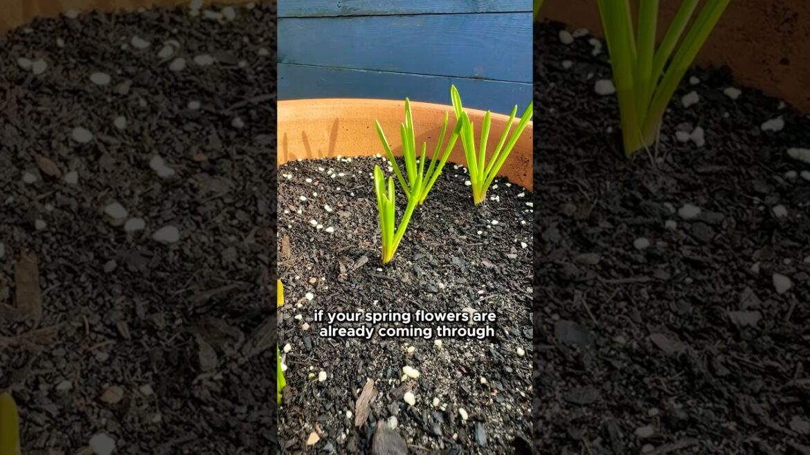 Spring Bulbs Care: Early Growth & Watering Tips 🌷
