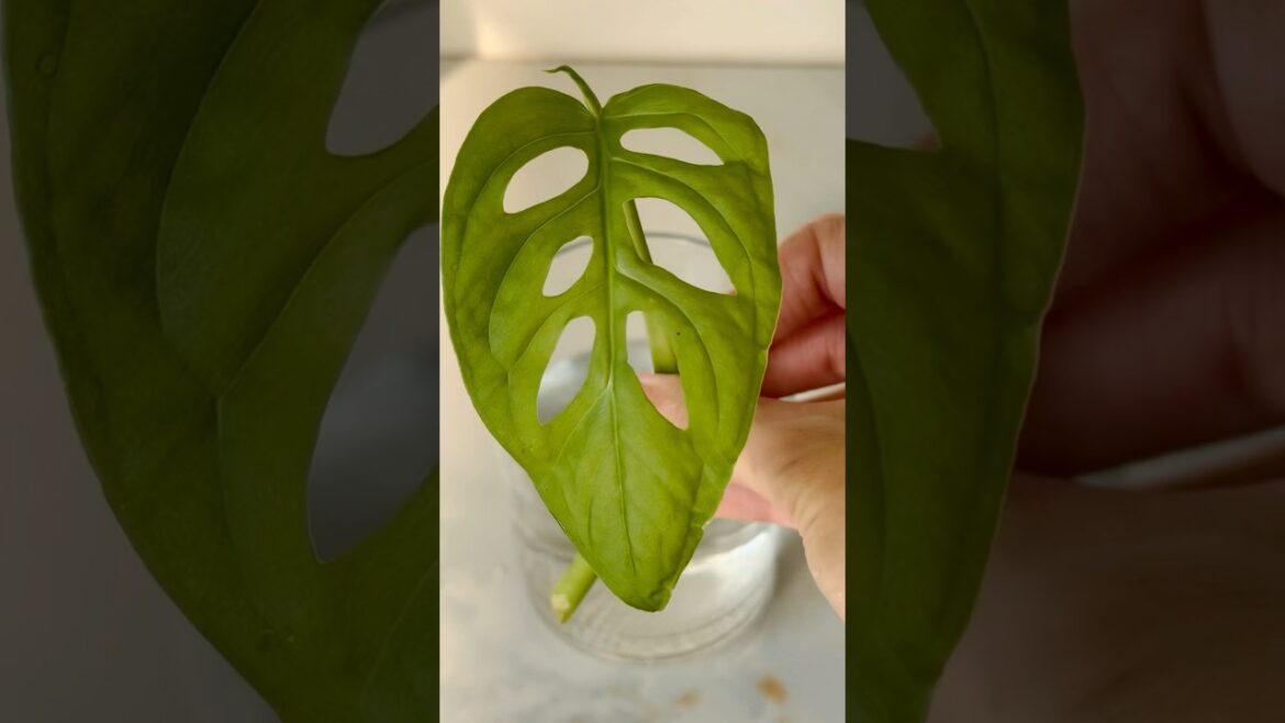 How To Grow Broken Heart Plant In Water💦||#plants #garden #experiment #new #trendingsong #shorts How To Grow Broken Heart Plant In Water💦||#plants #garden #experiment #new #trendingsong #shorts