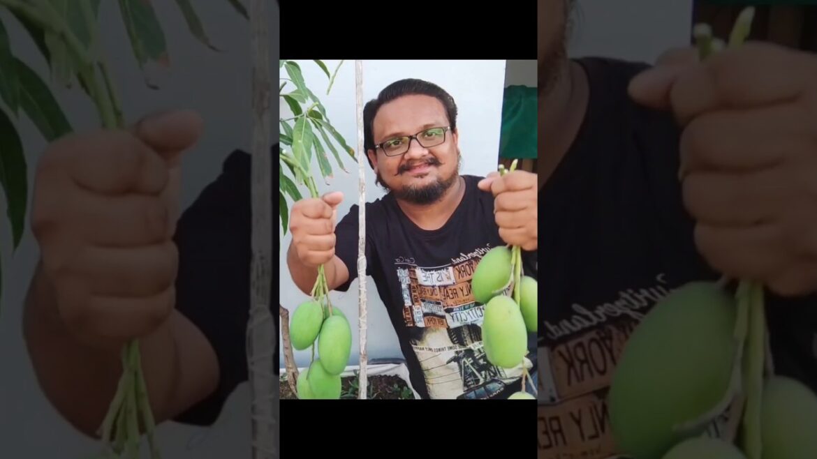 How to grow mango tree from seed & grafting in Pot #containergardening #terracegardening #mango How to grow mango tree from seed & grafting in Pot #containergardening #terracegardening #mango