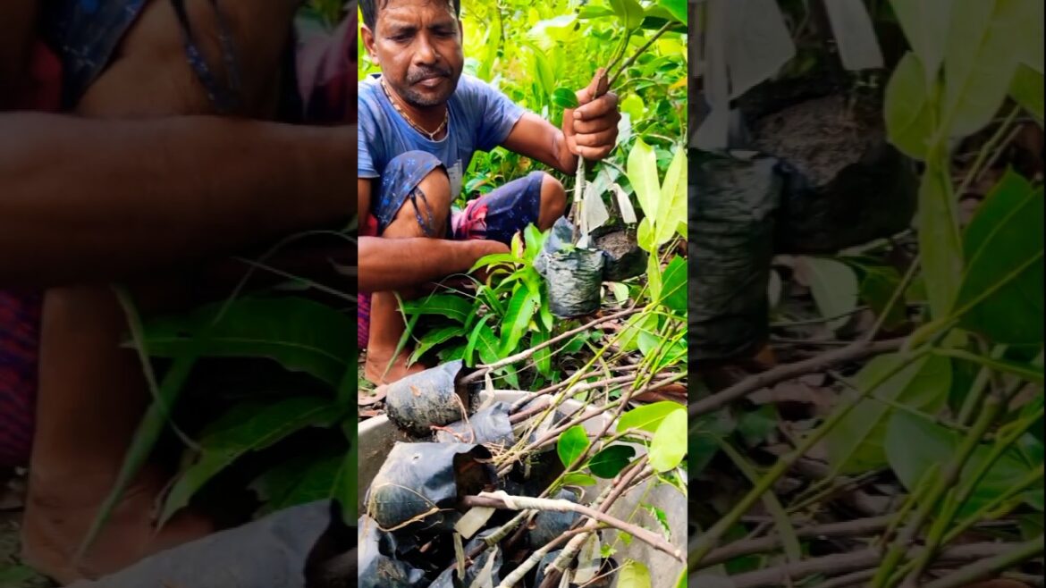 Time to Separate Pink Jackfruit Graft from Mother Plant 🌱✂️ #shorts Time to Separate Pink Jackfruit Graft from Mother Plant 🌱✂️ #shorts