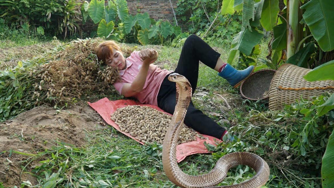 Harvesting Peanut in Garden & Goes to Market Sell! | Snake Hiding in Peanut Leaves