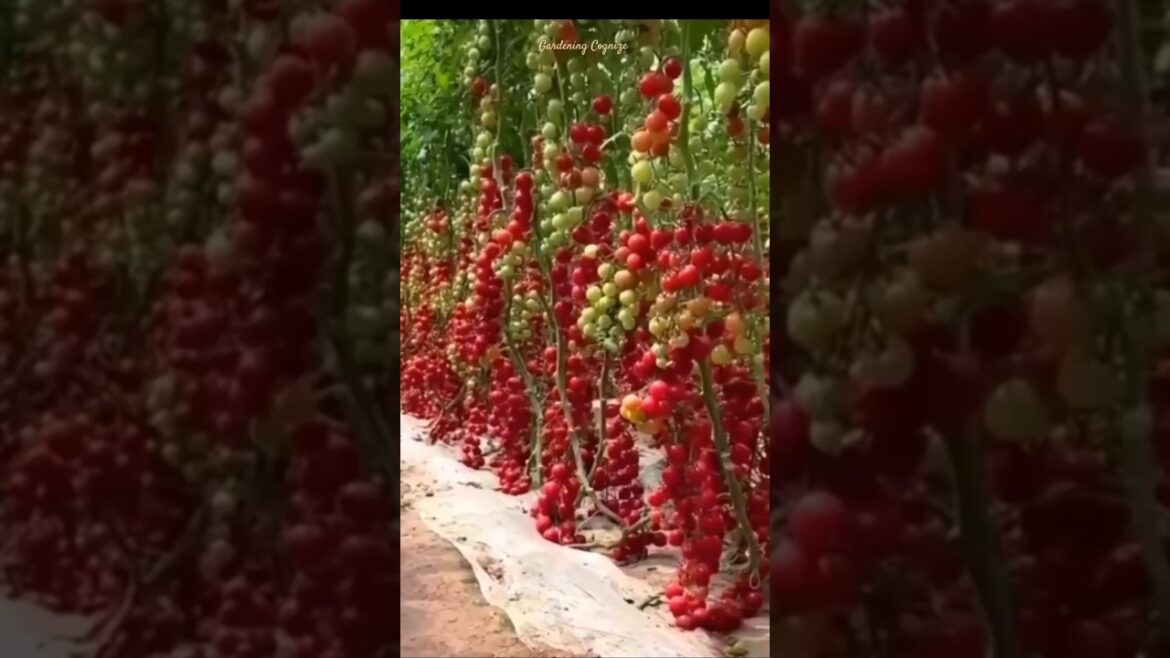 Gardening Vegetable #farming