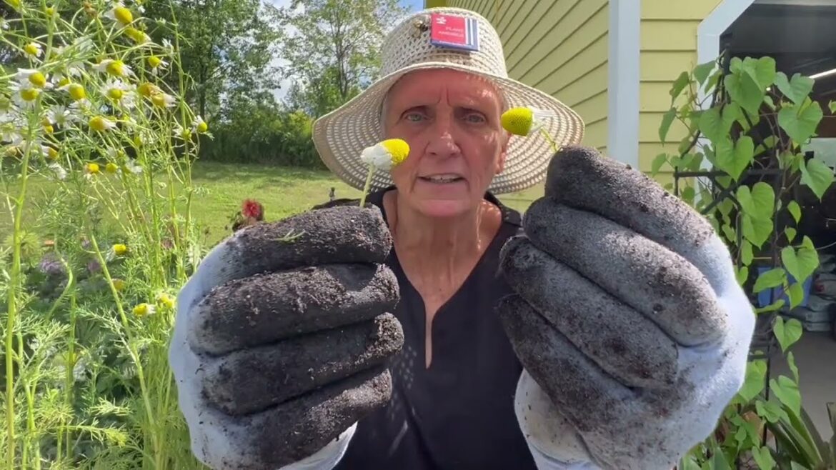 Planting Chamomile in Containers – Container Gardening with Herbs Planting Chamomile in Containers - Container Gardening with Herbs