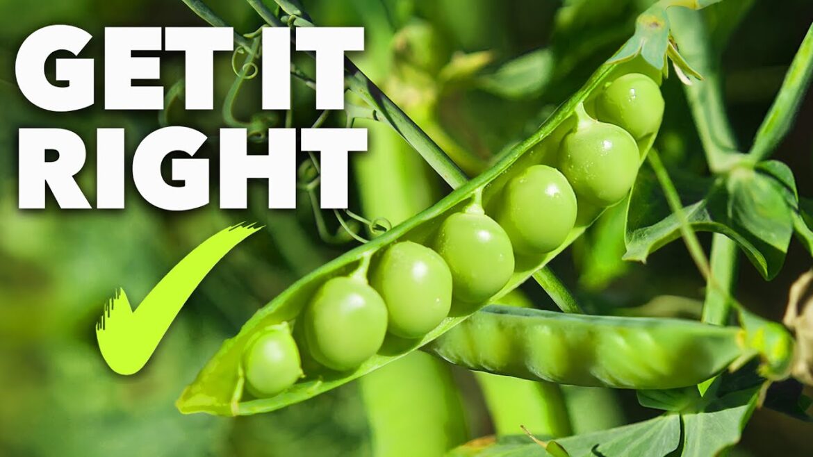Grow the Sweetest Garden Peas Ever (Guaranteed!) Grow the Sweetest Garden Peas Ever (Guaranteed!)