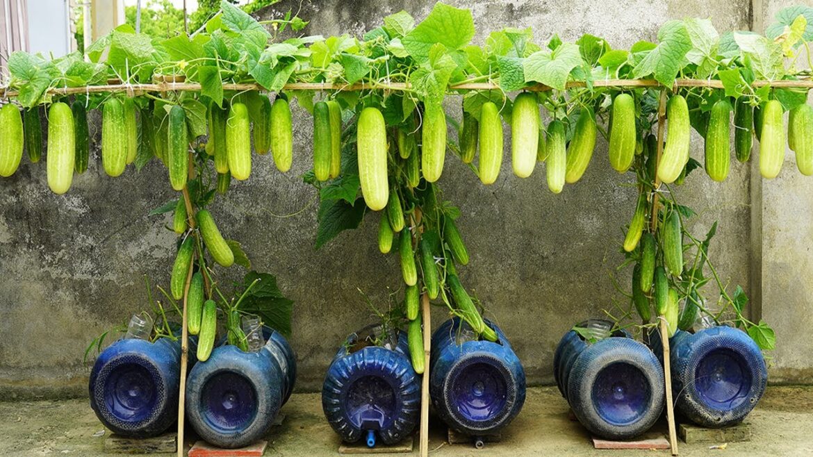 Secrets to Growing Fruitful Cucumbers – Special Tips from a Long Time Gardener!