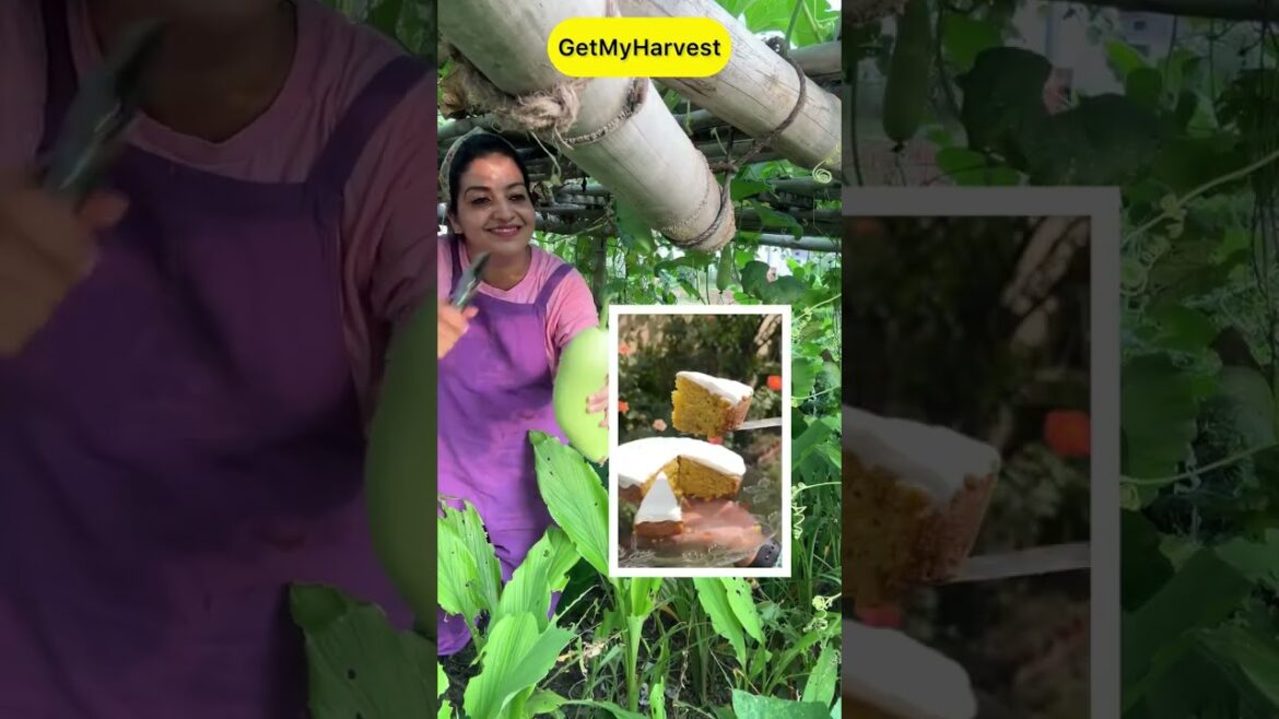 Baskets ho gayi khali aur mein ho gayi khush | Massive Harvest #shorts Baskets ho gayi khali aur mein ho gayi khush | Massive Harvest #shorts