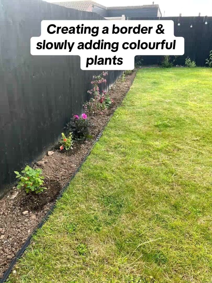 Garden border with colorful plants.