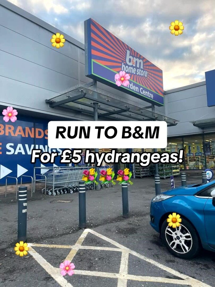 B&M store exterior with text overlay advertising £5 hydrangeas.